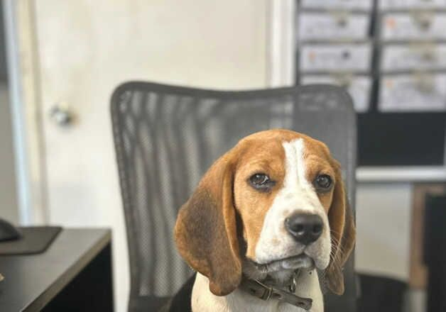 Beagle puppies for sale in Peterborough, Cambridgeshire – KC registered, 1 year old - Image 1 of 2