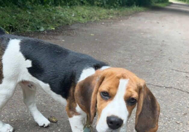 Beagle puppies for sale in Peterborough, Cambridgeshire – KC registered, 1 year old - Image 2 of 2