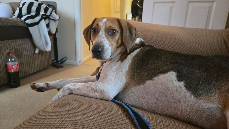Beagle for adoption in Northamptonshire – 4 years old - Image 2 of 7