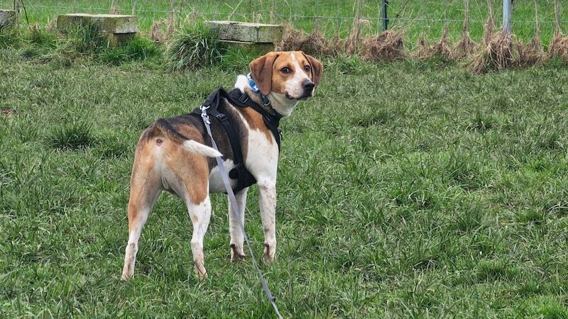 Adventurous and Energetic Beagle for sale in Northamptonshire - Image 3