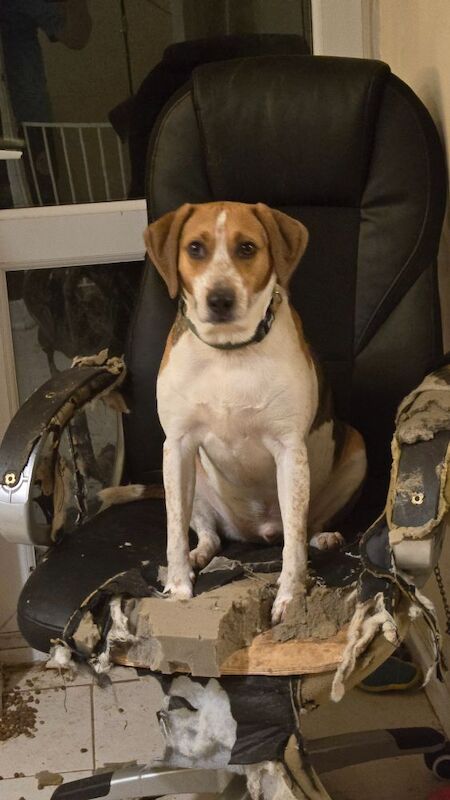 Beagle for adoption in Northamptonshire – 4 years old - Image 4 of 7
