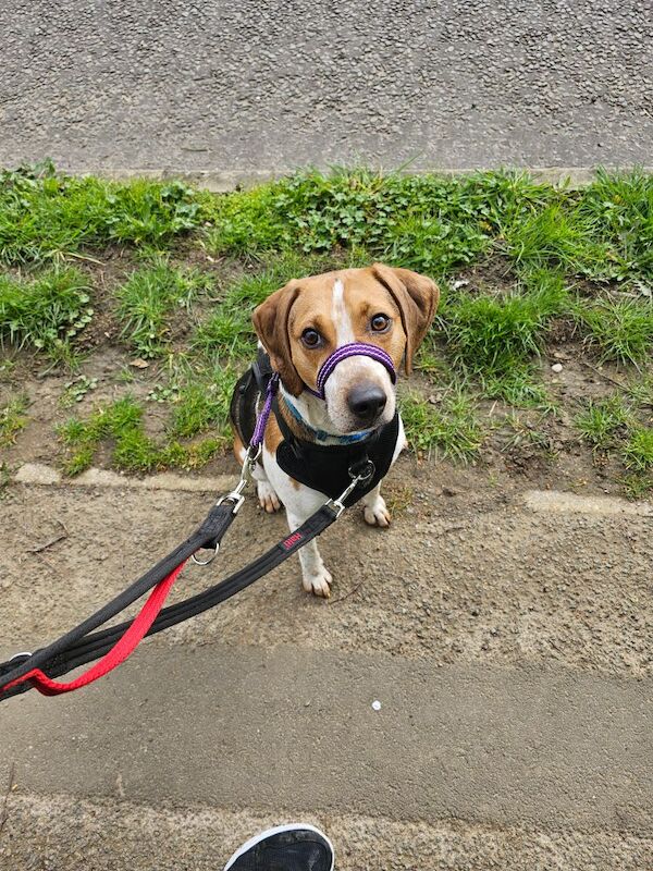 Beagle for adoption in Northamptonshire – 4 years old - Image 5 of 7