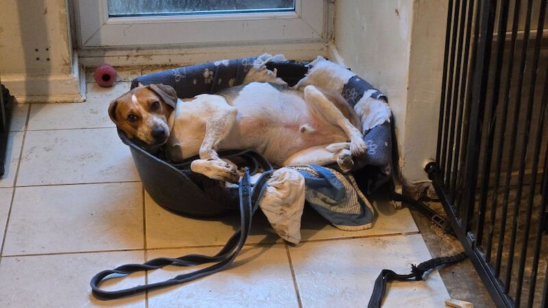 Beagle for adoption in Northamptonshire – 4 years old - Image 6 of 7