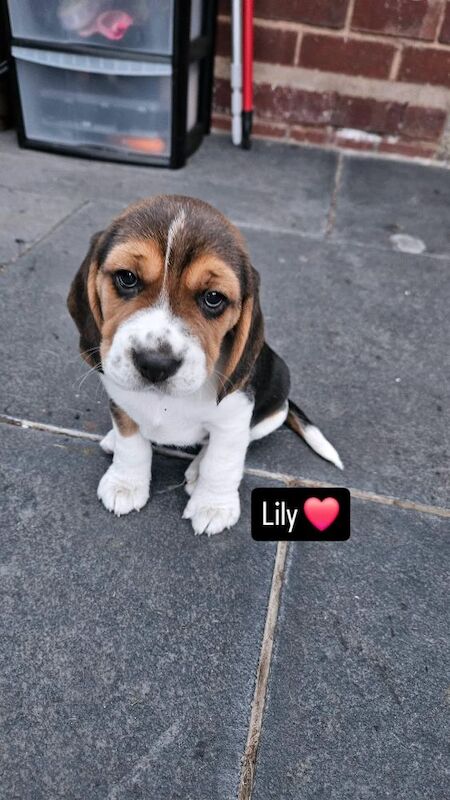 Beagle puppies for sale in Birmingham, West Midlands – KC registered, 9 months old - Image 1 of 7