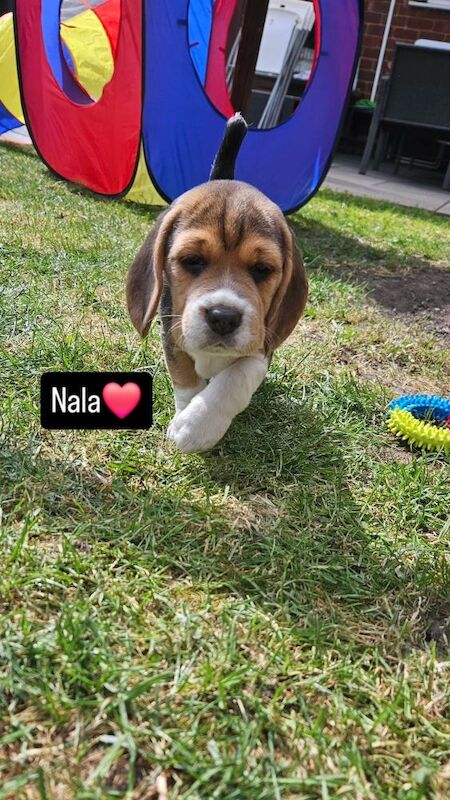 Beagle puppies for sale in Birmingham, West Midlands – KC registered, 9 months old - Image 2 of 7