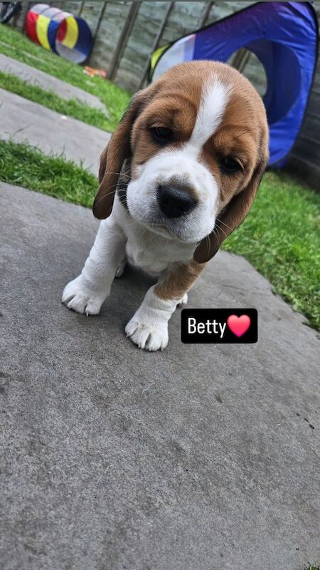 Beagle puppies for sale in Birmingham, West Midlands – KC registered, 9 months old - Image 3 of 7