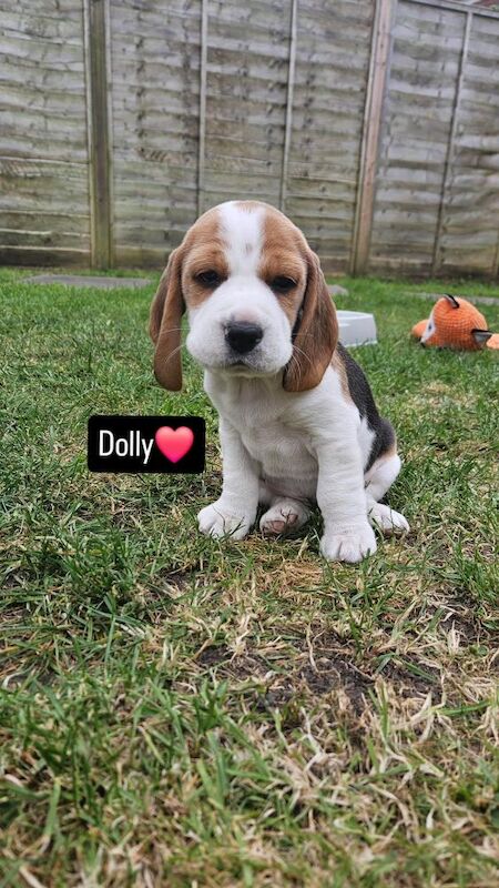 Beagle puppies for sale in Birmingham, West Midlands – KC registered, 9 months old - Image 4 of 7