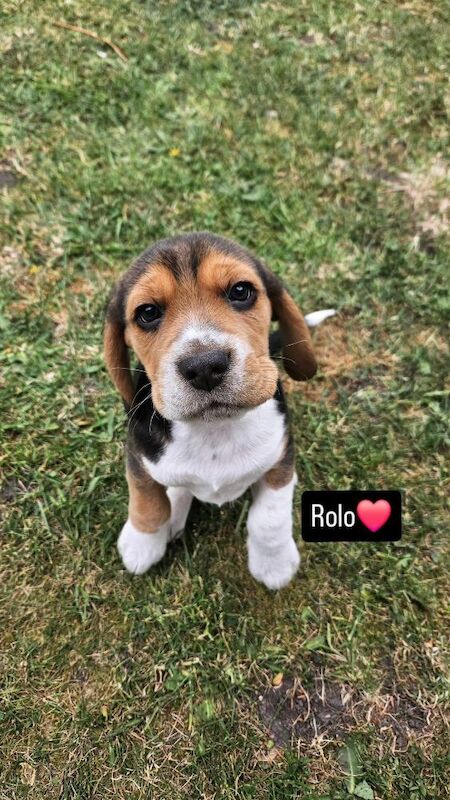 Beagle puppies for sale in Birmingham, West Midlands – KC registered, 9 months old - Image 5 of 7