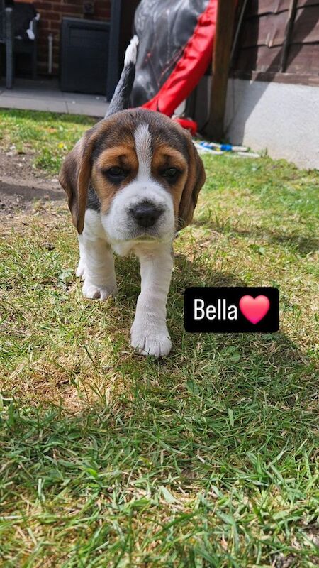 Beagle puppies for sale in Birmingham, West Midlands – KC registered, 9 months old - Image 6 of 7