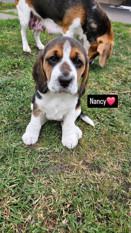 Beagle puppies for sale in Birmingham, West Midlands – KC registered, 9 months old - Image 7 of 7