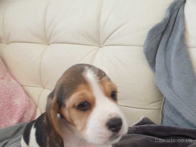 Astonashing Beagle for sale in Whitehouse, Aberdeenshire