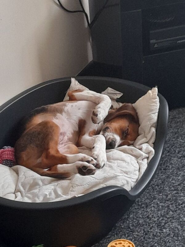 Beagle puppies for sale in Hamilton, Lanarkshire – 9 months old