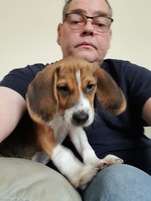 Beagle puppies for sale in Hamilton, Lanarkshire – 9 months old - Image 2 of 3