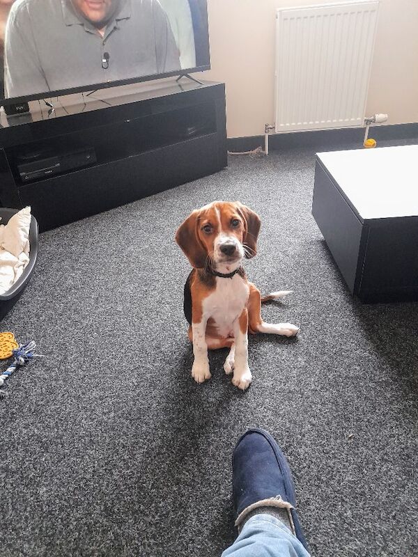 Beagle puppies for sale in Hamilton, Lanarkshire – 9 months old - Image 3 of 3