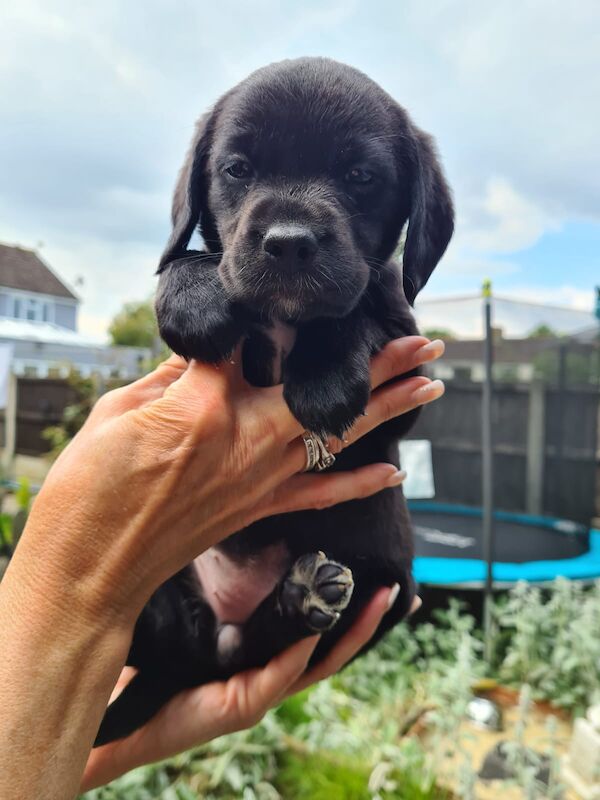 Beagle puppies for sale in Hornchurch, Havering, Greater London – 1 year old - Image 9 of 13