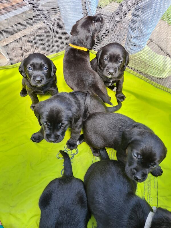 Beagle puppies for sale in Hornchurch, Havering, Greater London – 1 year old - Image 7 of 13