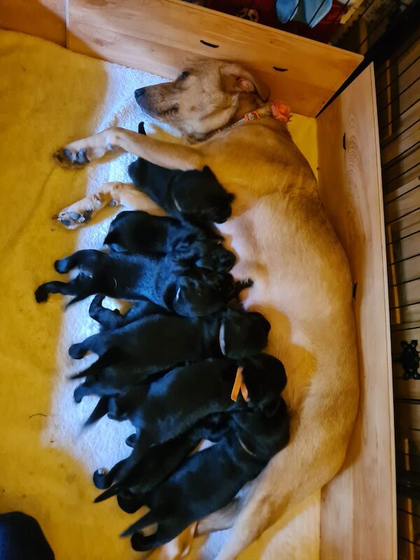 Beagle puppies for sale in Hornchurch, Havering, Greater London – 1 year old - Image 6 of 13