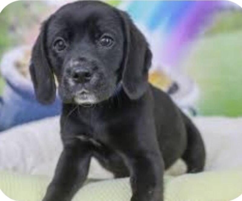 Beagle puppies for sale in Hornchurch, Havering, Greater London – 1 year old - Image 11 of 13