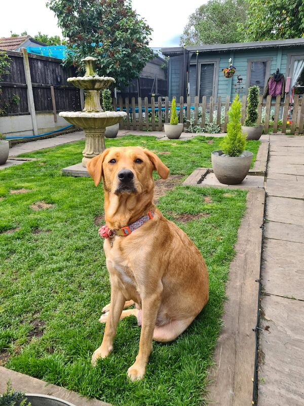 Beagle puppies for sale in Hornchurch, Havering, Greater London – 1 year old - Image 5 of 13