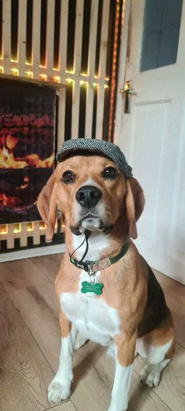 Beagle puppies for sale in Hornchurch, Havering, Greater London – 1 year old - Image 10 of 13