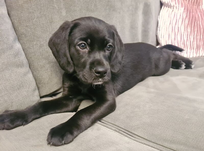 Beagle puppies for sale in Hornchurch, Havering, Greater London – 1 year old