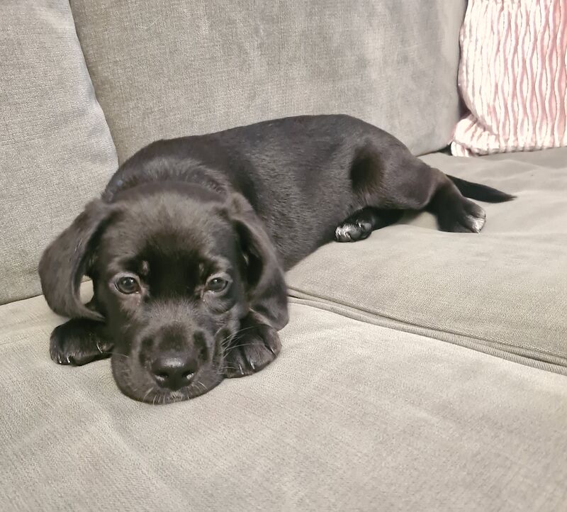 Beagador's puppies for sale in Hornchurch, Havering, Greater London | Image 2