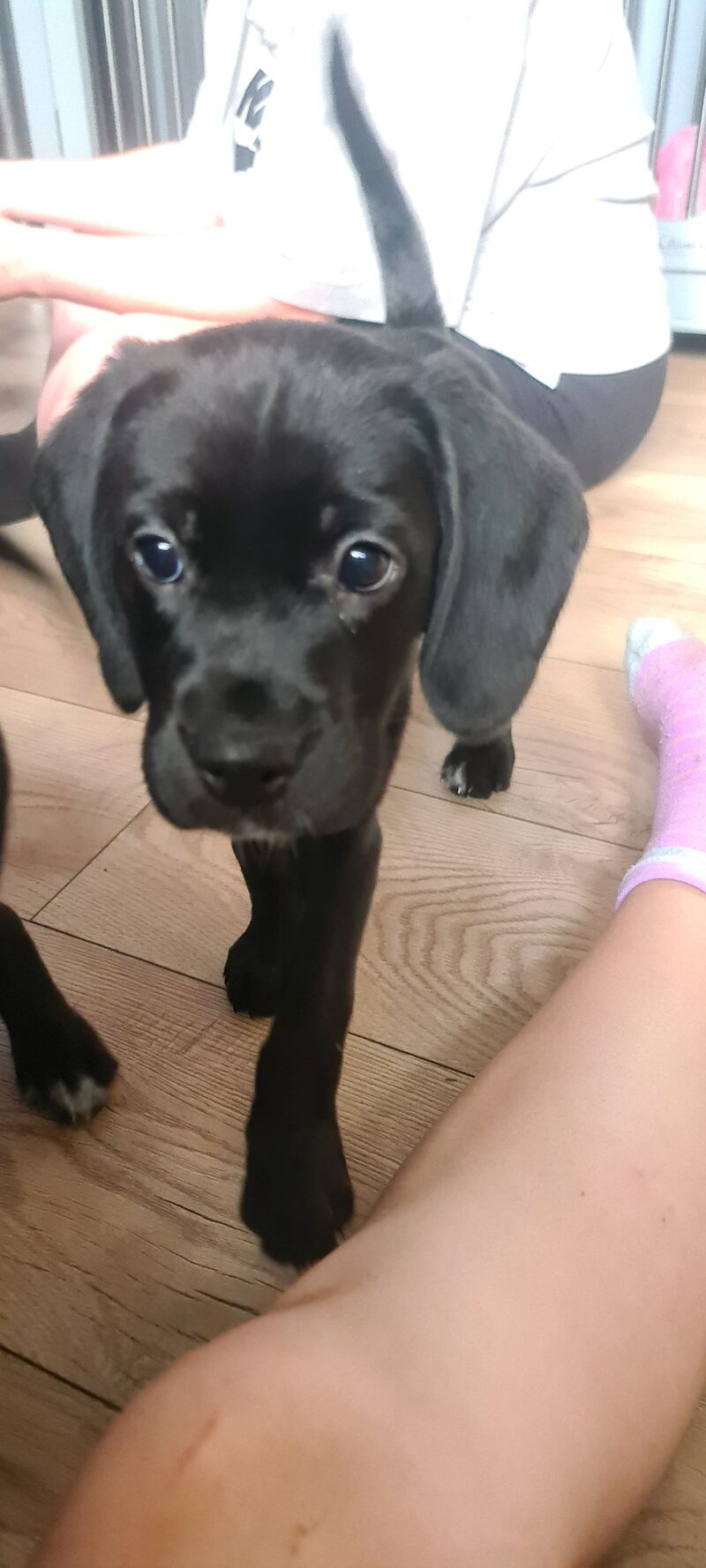 Beagador's puppies for sale in Hornchurch, Havering, Greater London | Image 4