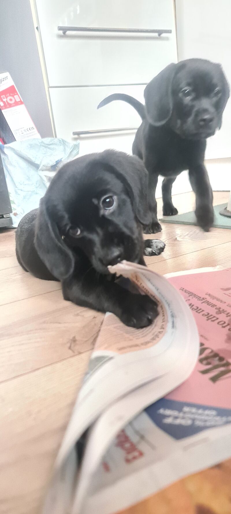 Beagador's puppies for sale in Hornchurch, Havering, Greater London | Image 3