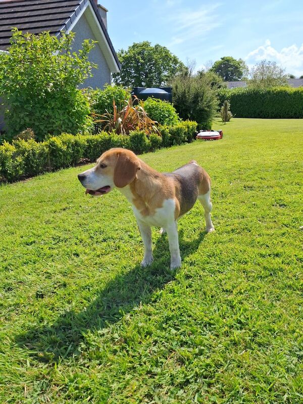 Beagle puppies for sale in Ahoghill, County Antrim – 2 years old