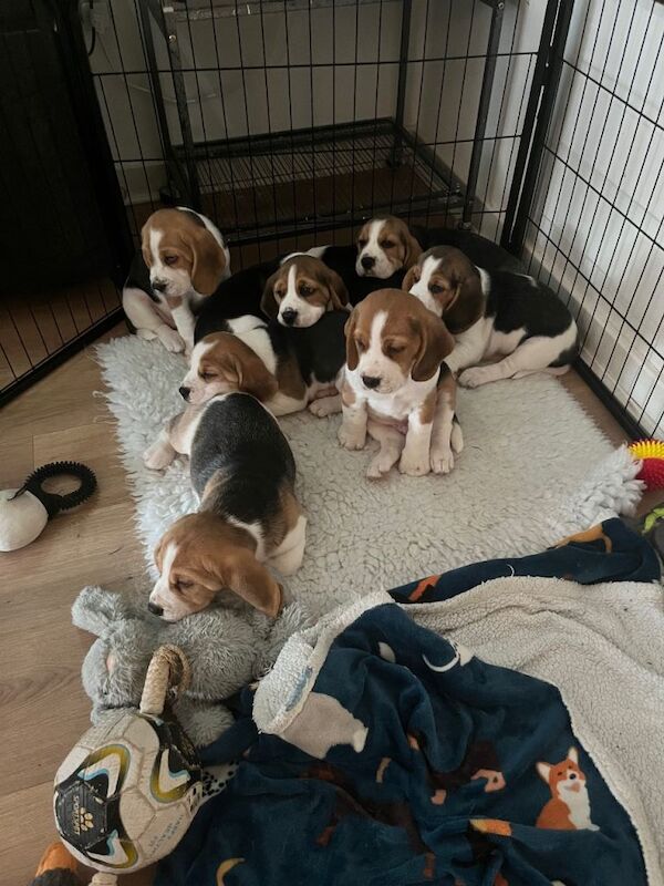 Beagle Puppies For Sale