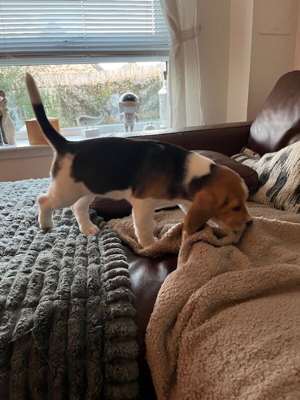 Beagle - Image 2 of 6