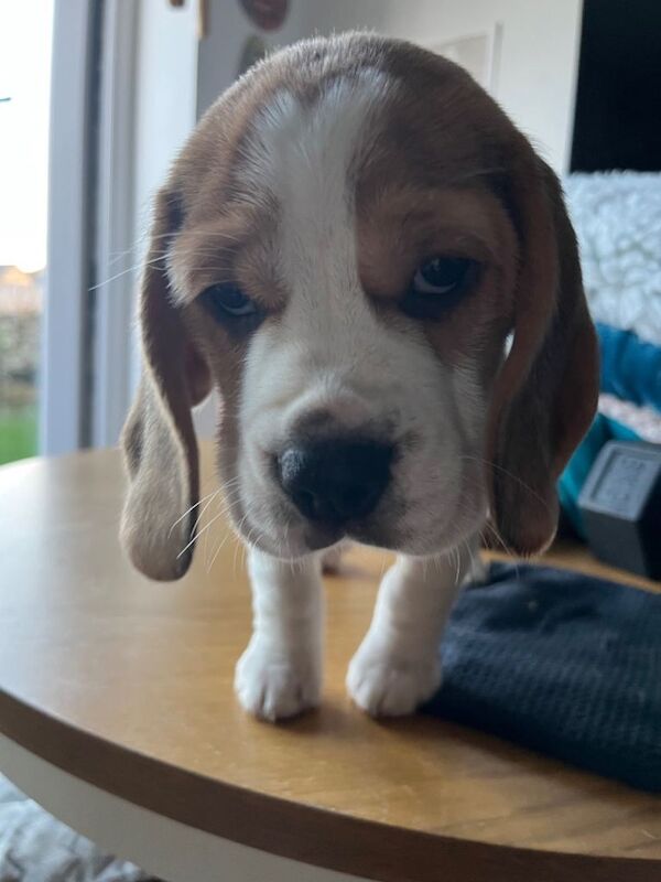 Beagle - Image 3 of 6