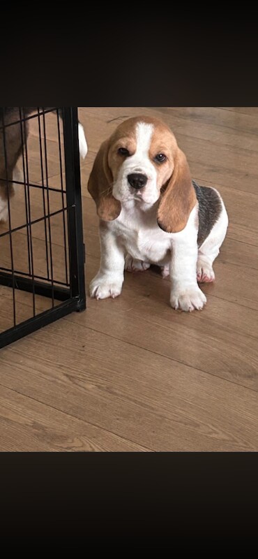 Beagle - Image 4 of 6