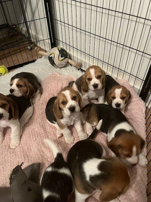 Beagle - Image 5 of 6