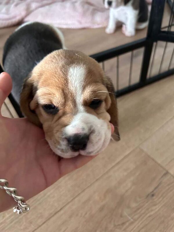 Beagle - Image 6 of 6