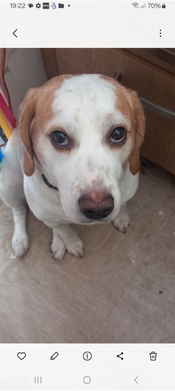 Beagle stud dog for stud in Darlington, Durham – KC registered, 2 years old