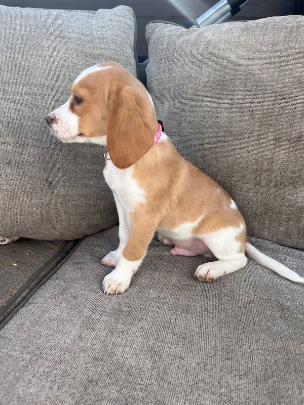 Beagle boy for sale in Wrexham / Wrecsam, Clwyd - Image 3