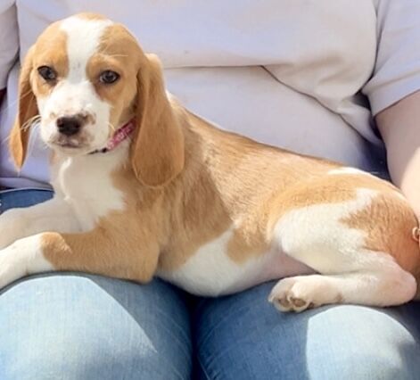 Beagle boy for sale in Wrexham / Wrecsam, Clwyd