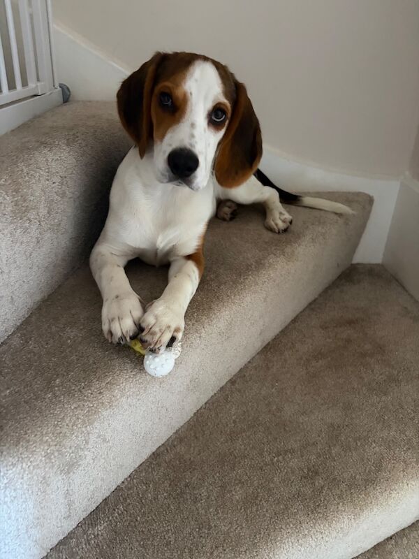 Beagle cross cocker spaniel ( bocker)