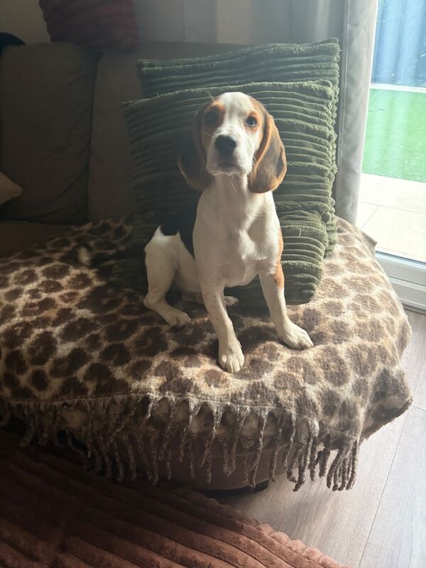 Beagle cross cocker spaniel ( bocker) - Image 3 of 6