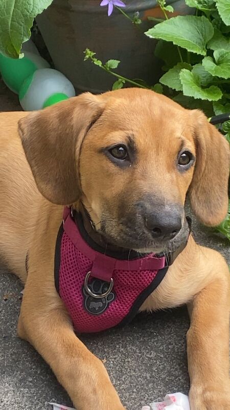 Beagle puppies for sale in Manchester, Greater Manchester – 3 months old