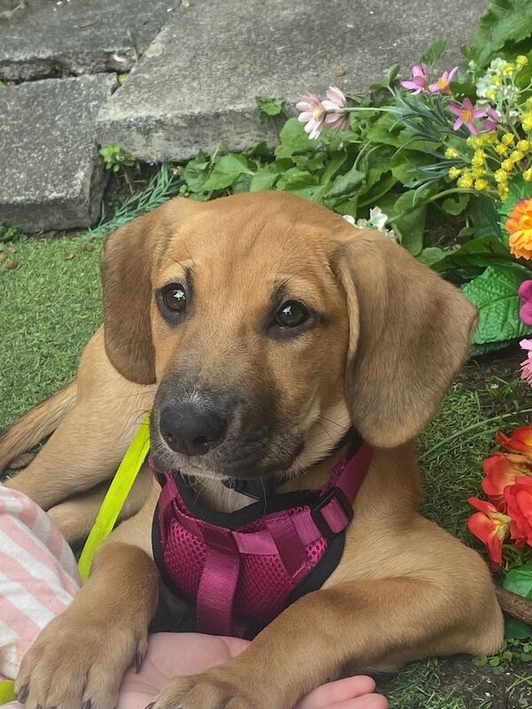 Beagle puppies for sale in Manchester, Greater Manchester – 3 months old - Image 3 of 3