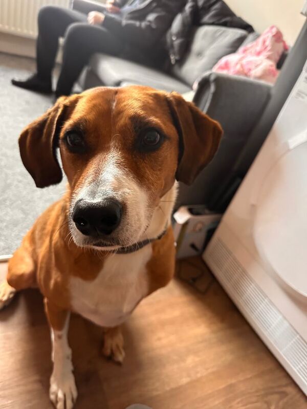 Beagle puppies for sale in Northampton, Northamptonshire – 8 years old