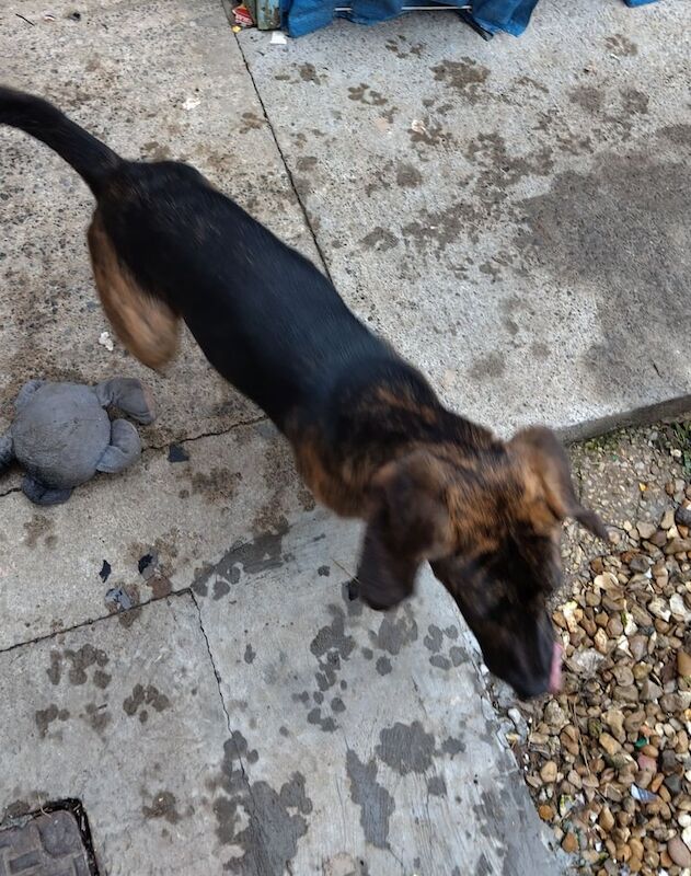 beagle cross poodle for sale in Bridgwater, Somerset - Image 2