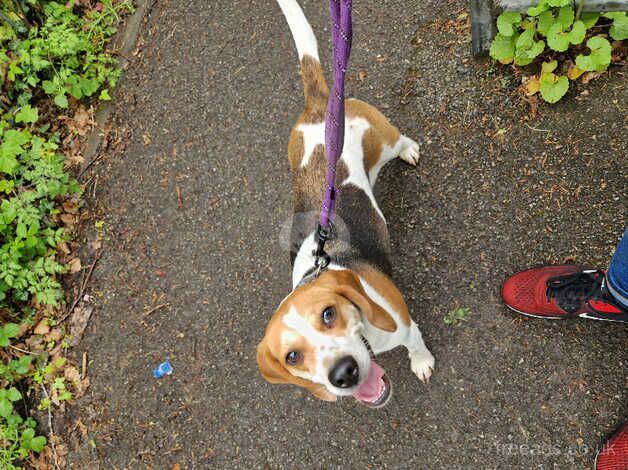 Beagle F 2 yrs 4 months for sale in Basingstoke, Hampshire - Image 1
