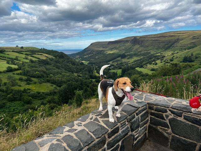 Beagle Puppies For Sale