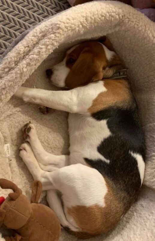 Beagle Female - 8yo - Good With Other Animals & Children - Image 3 of 6