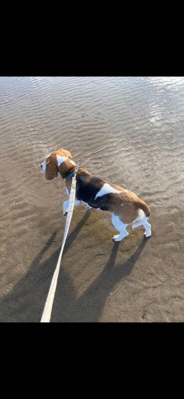 Beagle Female - 8yo - Good With Other Animals & Children - Image 4 of 6