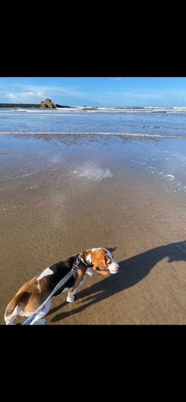 Beagle Female - 8yo - Good With Other Animals & Children - Image 5 of 6