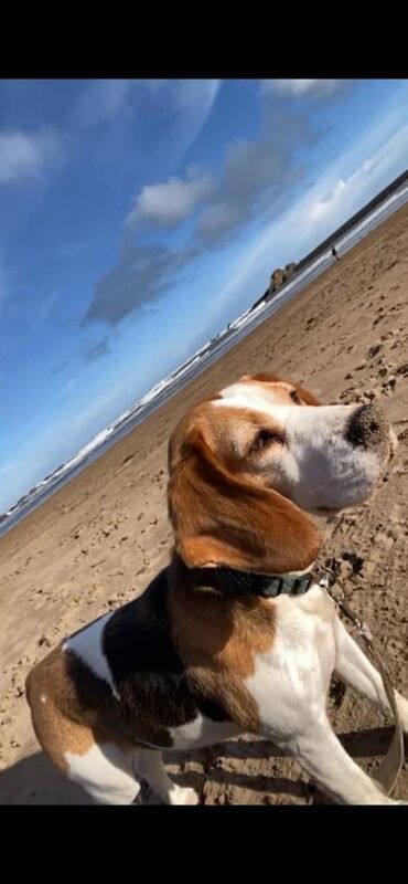 Beagle Female - 8yo - Good With Other Animals & Children - Image 6 of 6